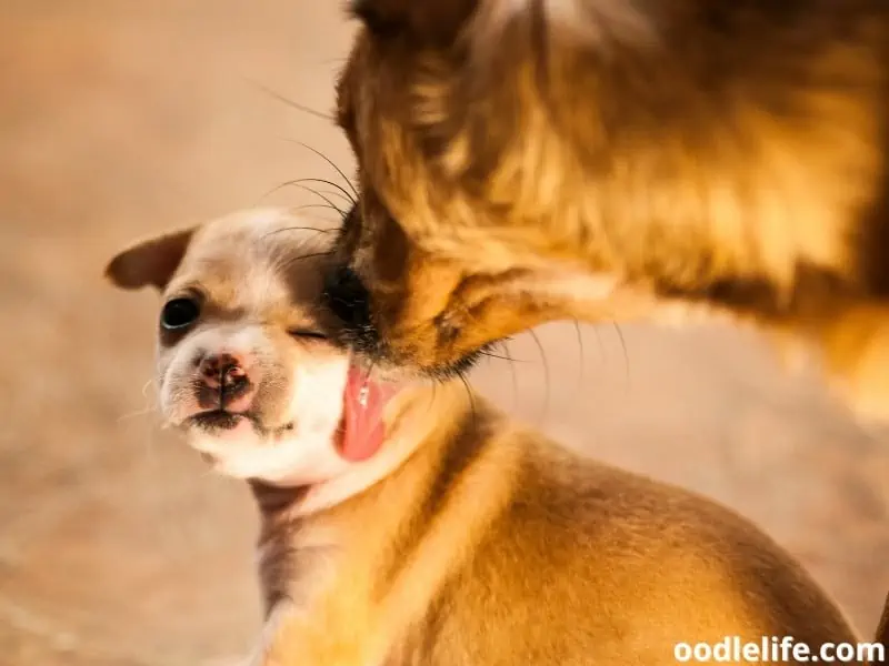 mother dog grooms puppy