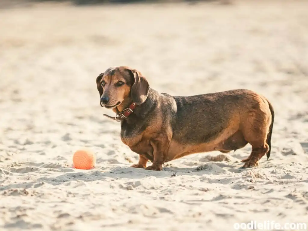 obese brown Dachshund