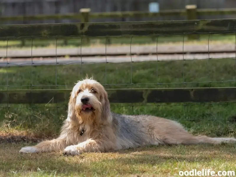 Otterhound lying