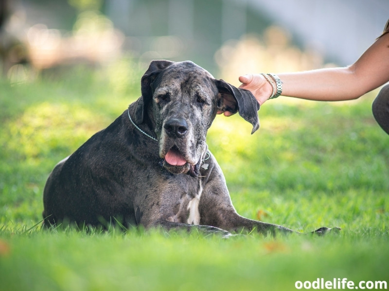 owner checking Great Dane's ear