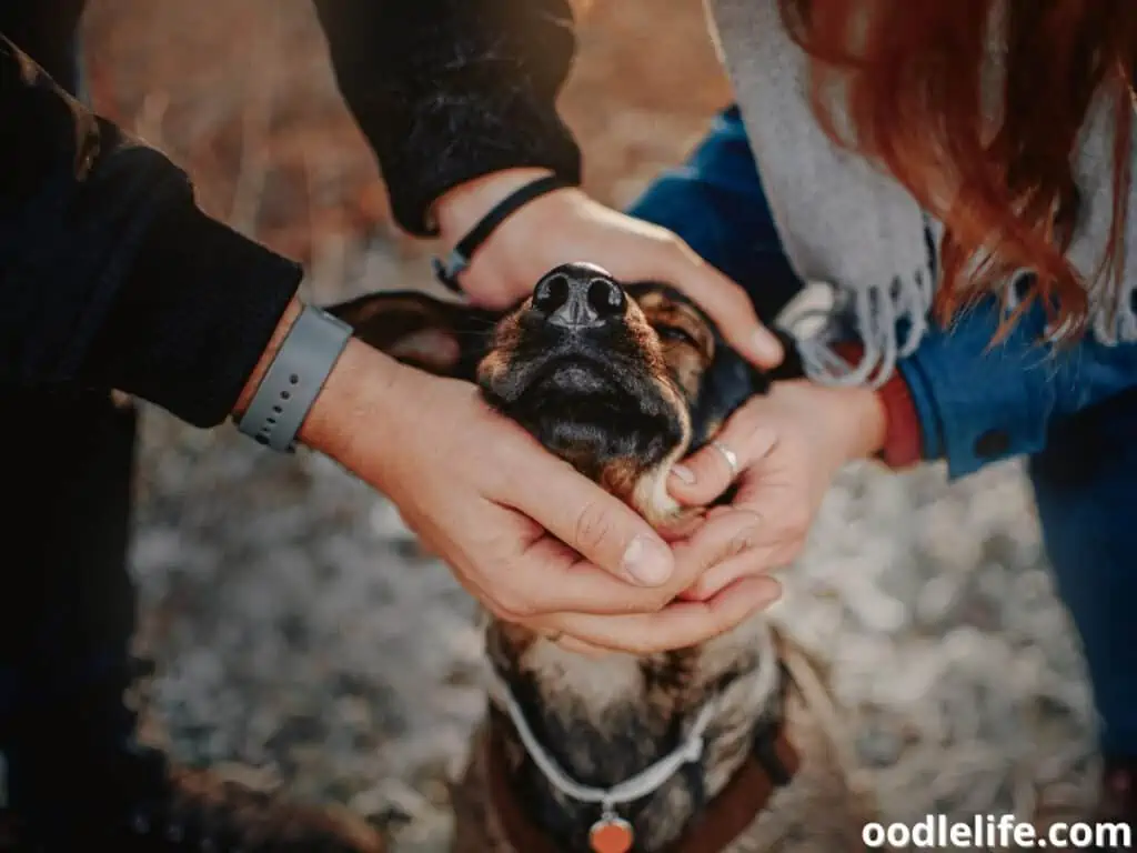 owners caressing their dog