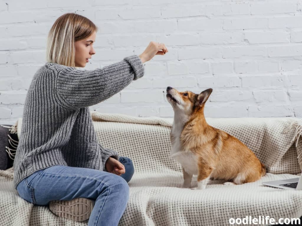 Why Do Dogs Sit Above Your Head