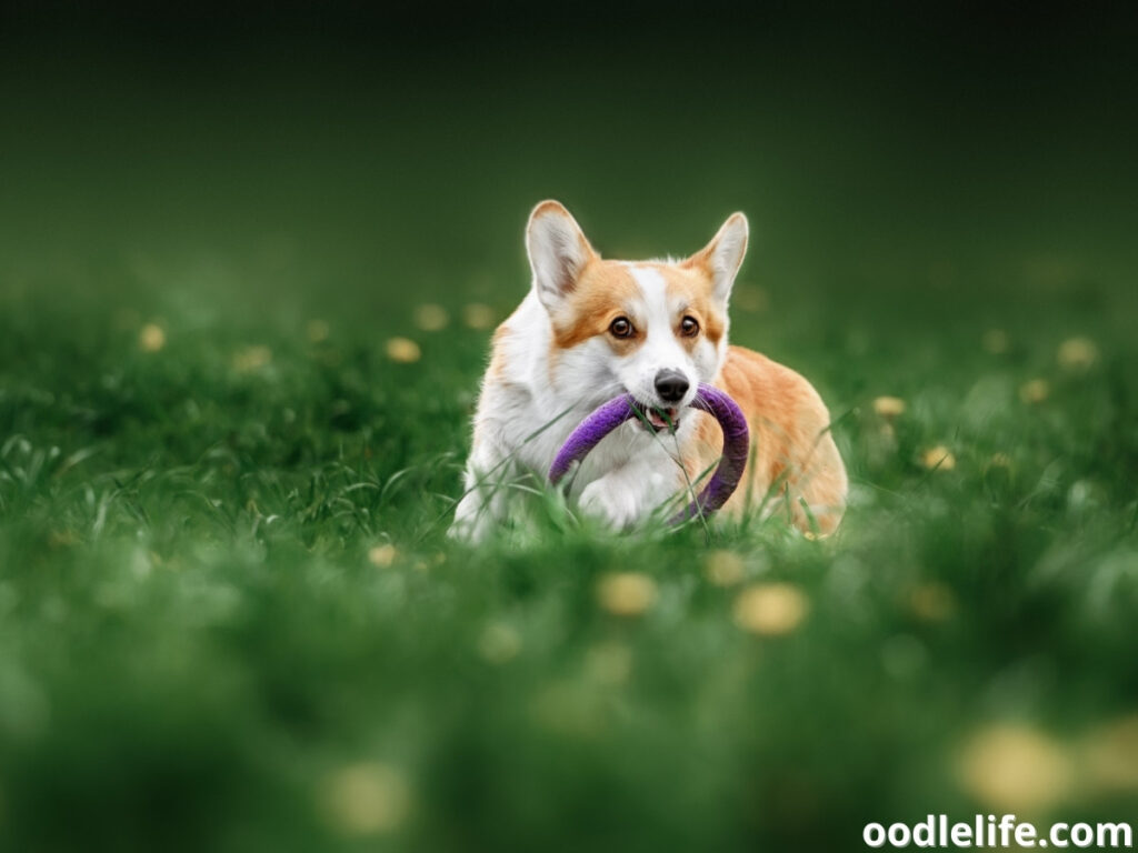 Pembroke Welsh Corgi playing