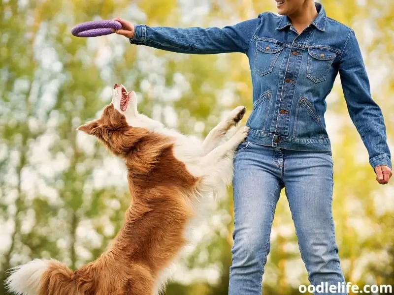 playing with Border Collie