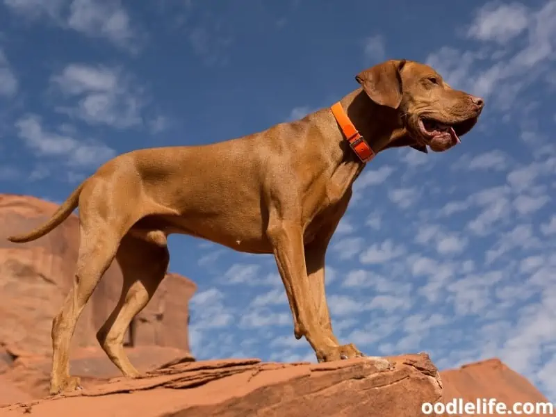 Pointer dog stands