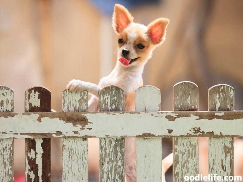 how do i keep my dog from climbing the fence