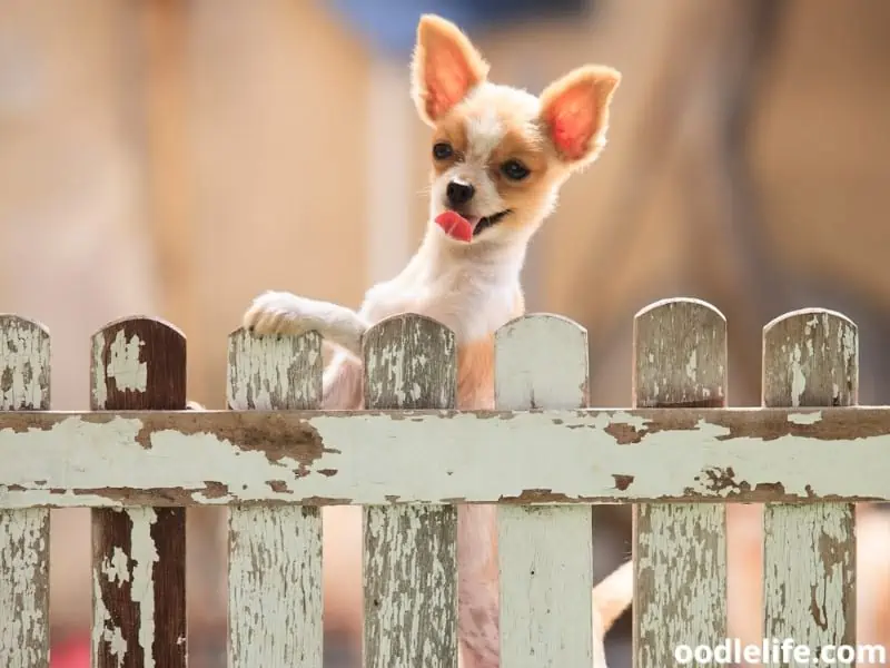 Pomeranian climbing fence