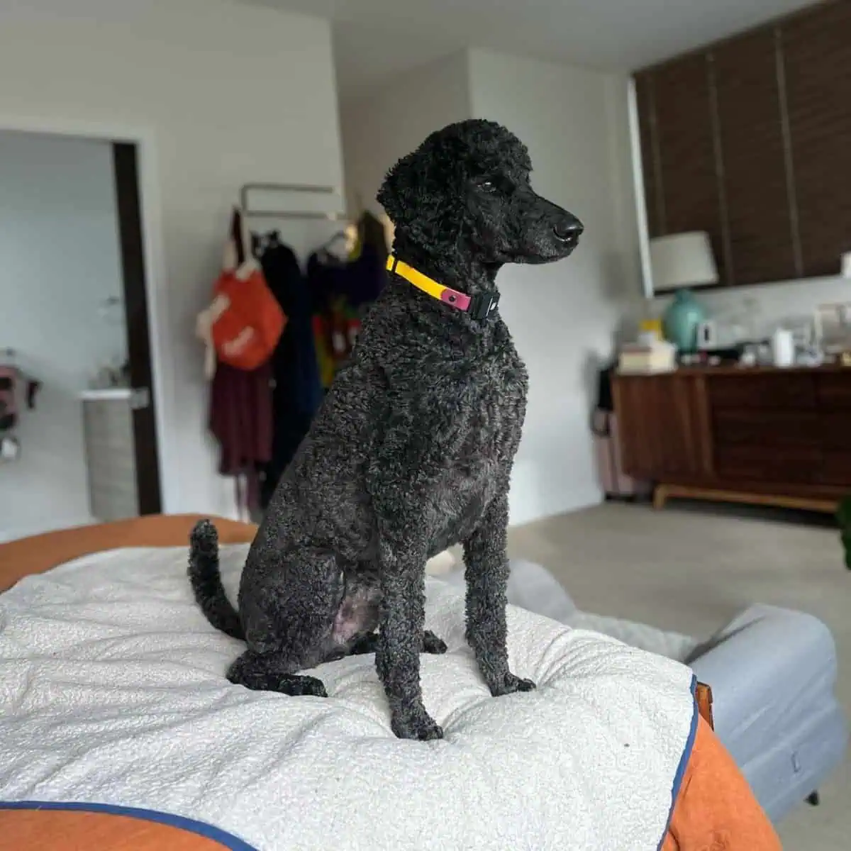 Poodle looking at the window