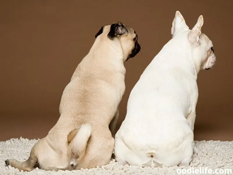 Pug and French Bulldog from the back