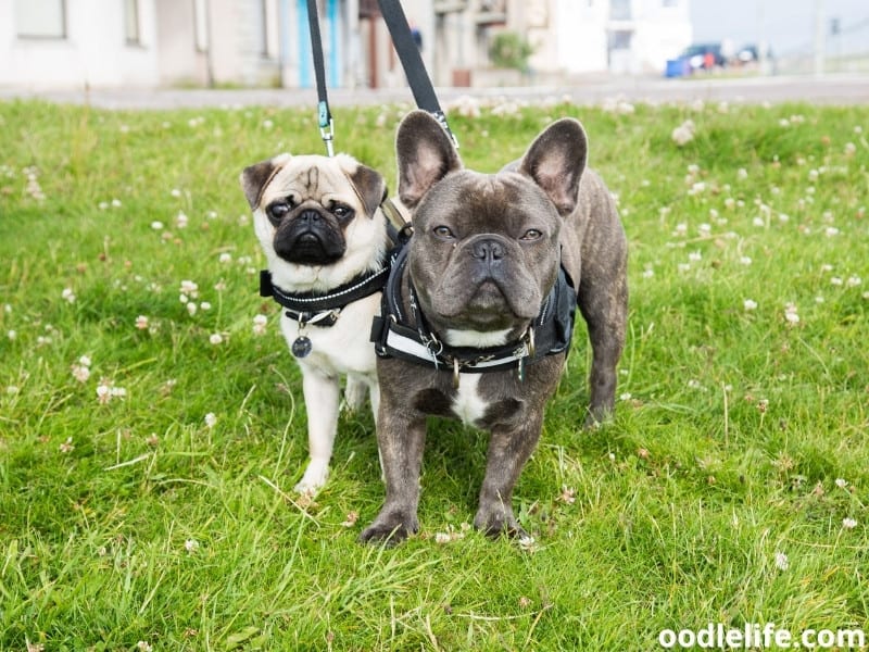 pug and french bulldog similarities
