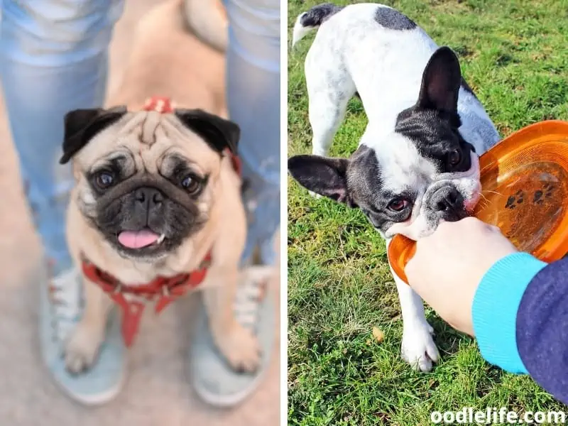 Pug and French Bulldog with owners