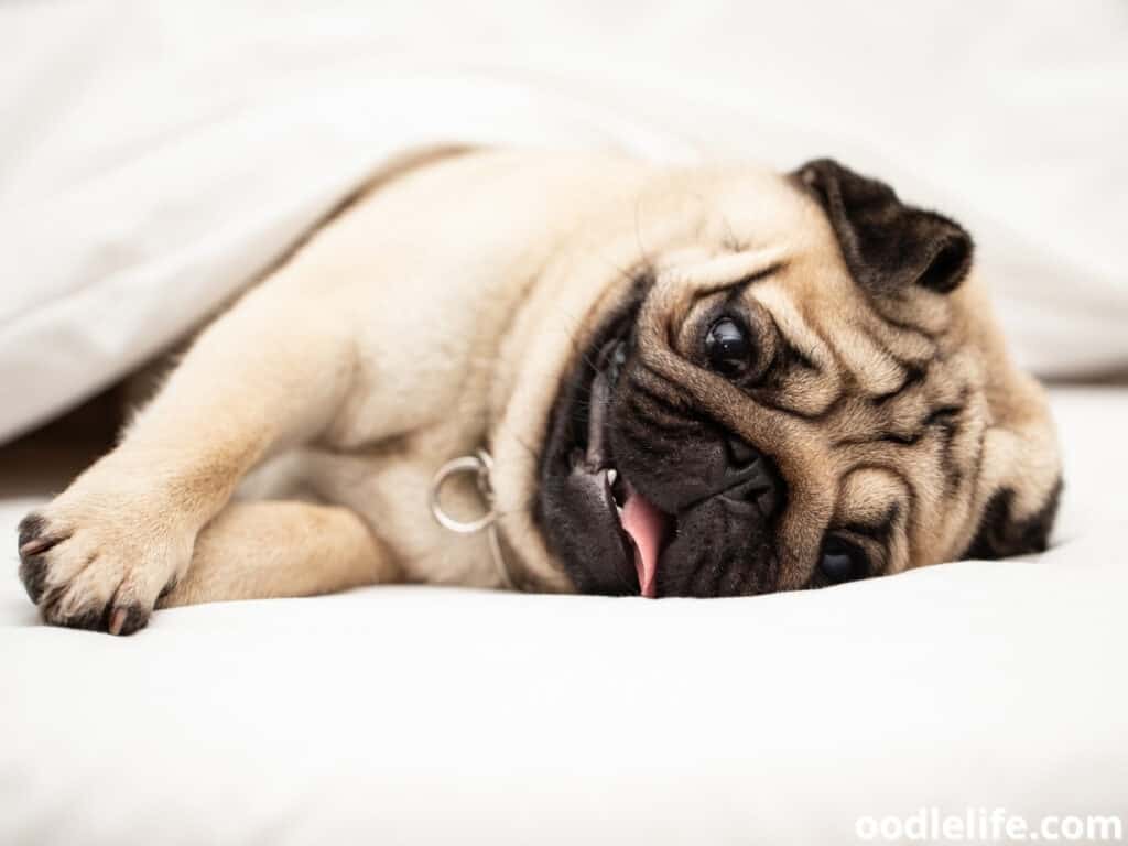 Why does my dog lick my blanket?