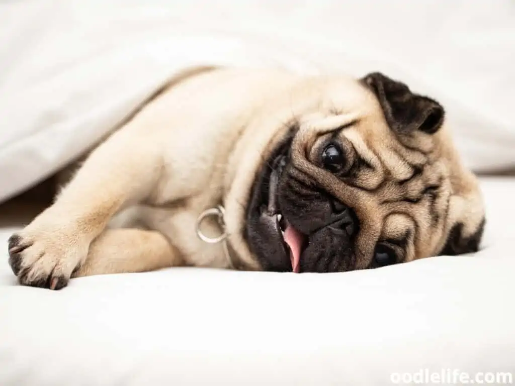 Pug lying