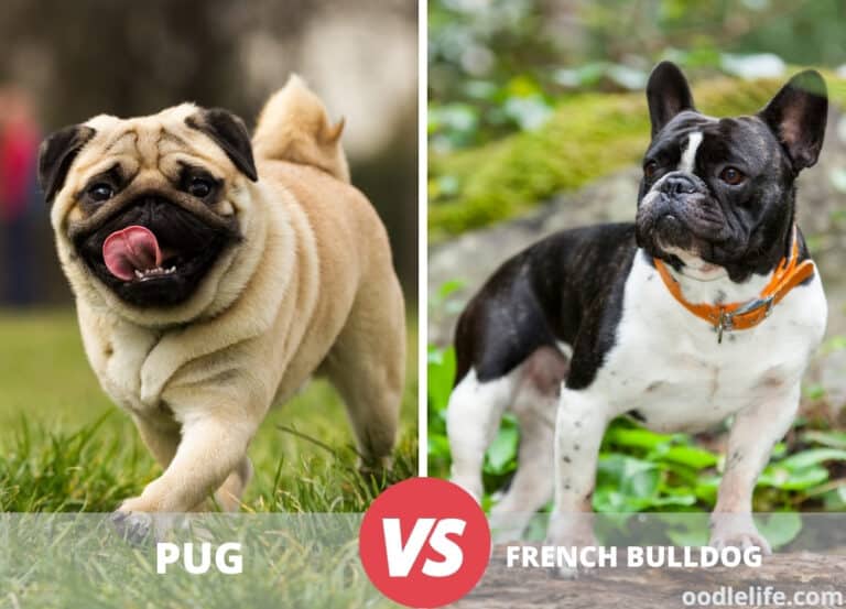 Pug vs French Bulldog [Breed Comparison] Best for Your Family