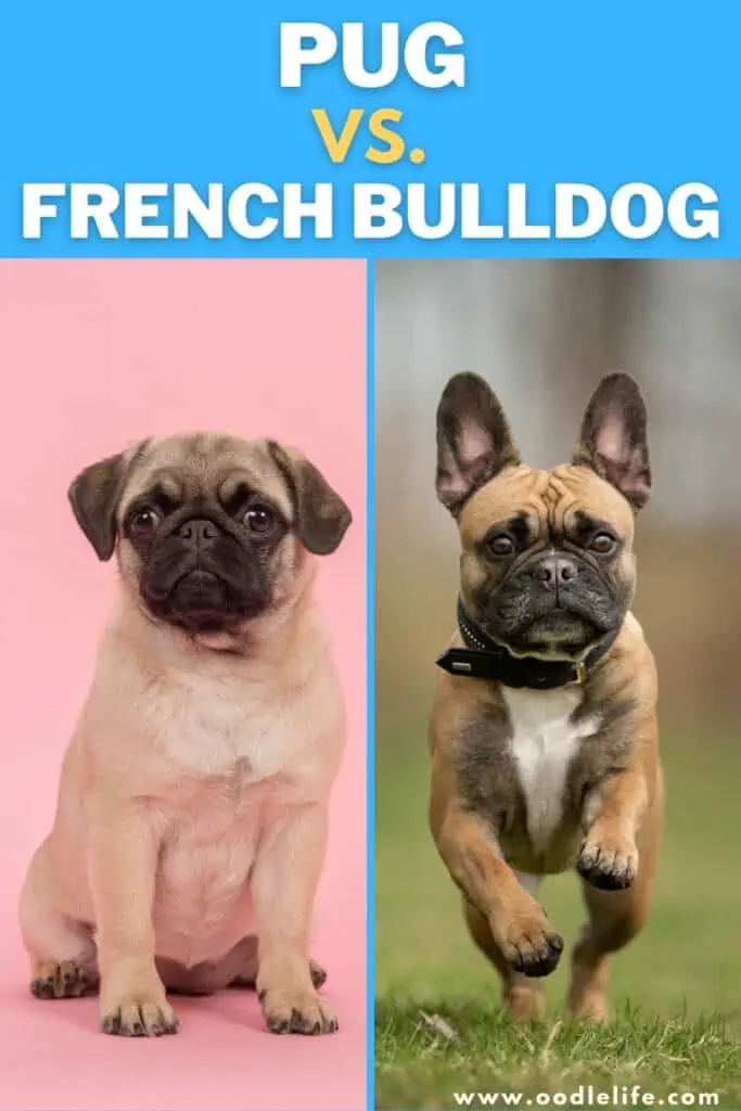 pug vs french bulldog