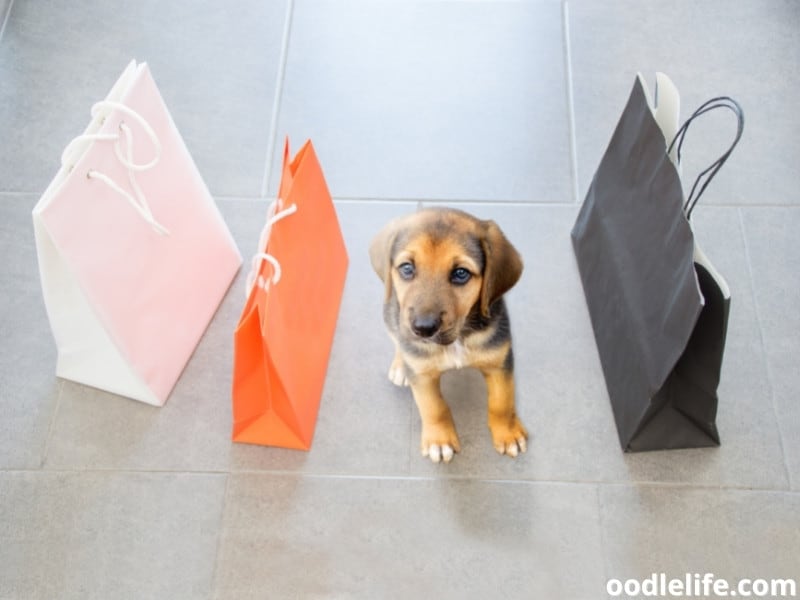 puppy with three shopping bags