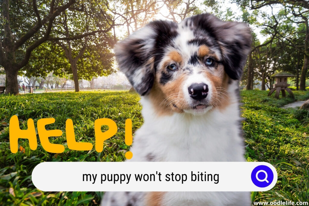 help when puppy won't stop biting