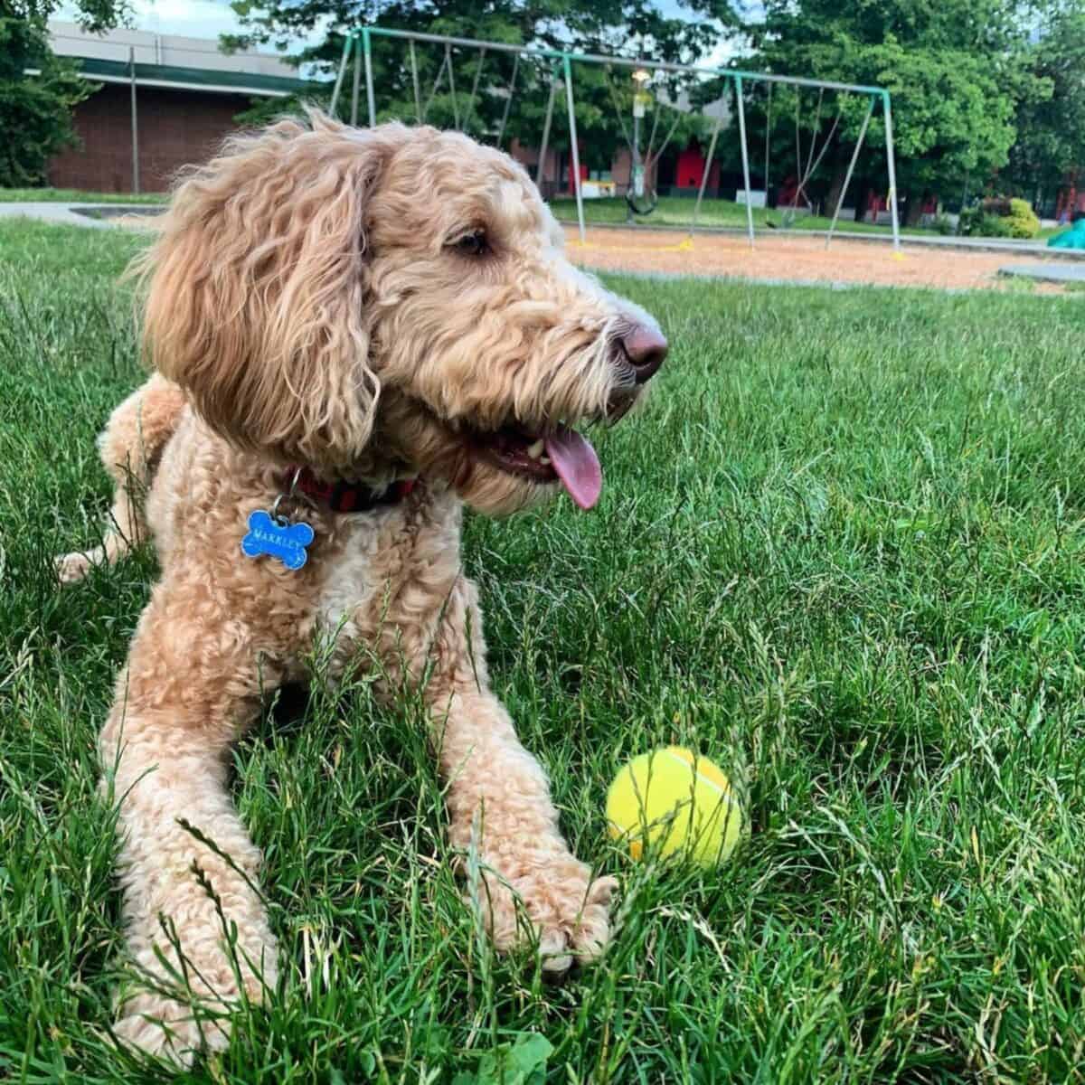 quick break for Goldendoodle fetch session