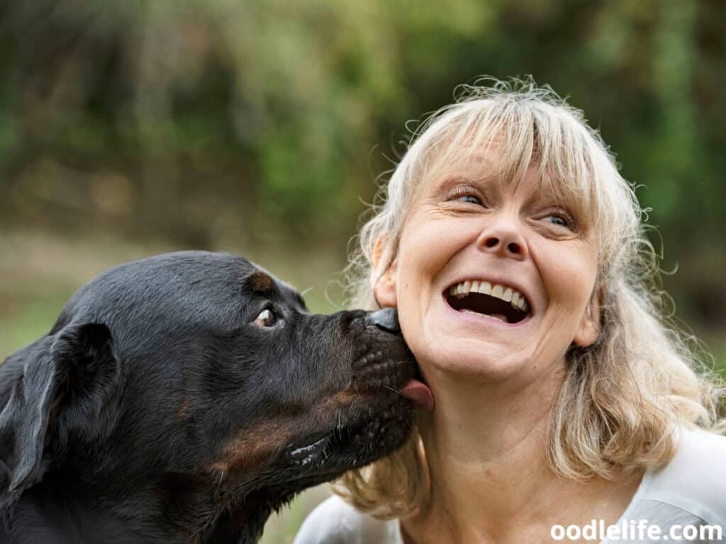 Rottweiler licks her owner
