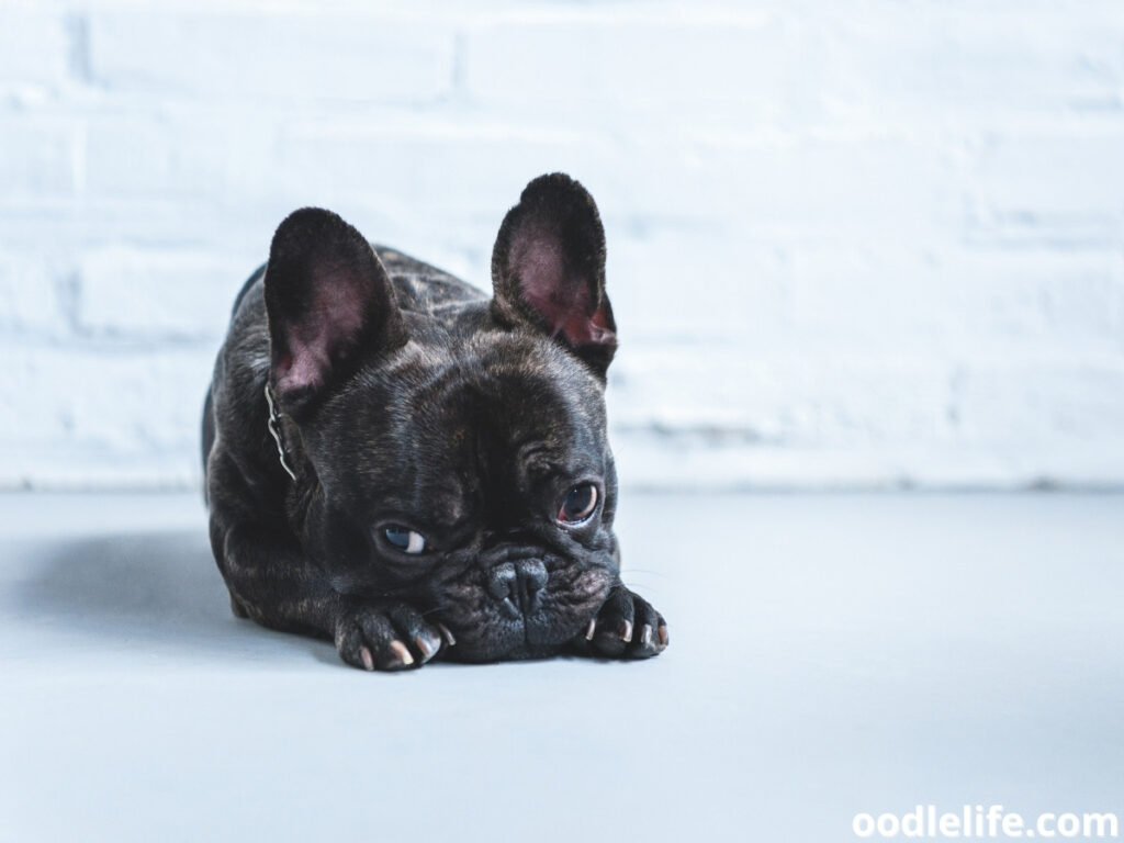 sad French Bulldog