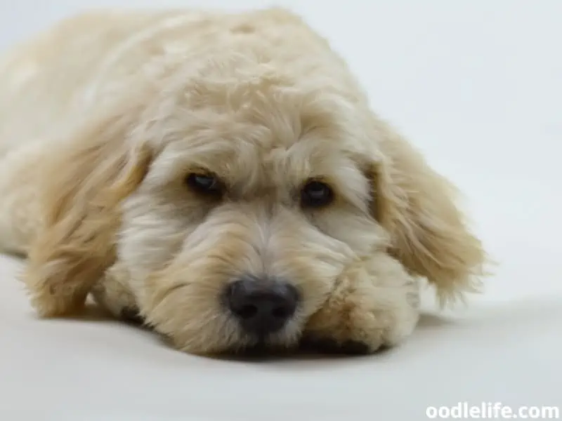 sad Goldendoodle