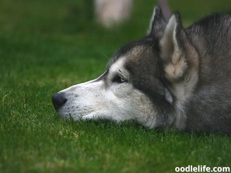 sad Siberian Husky