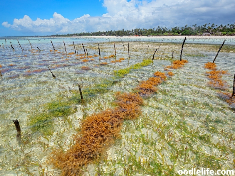 is dried seaweed good for dogs