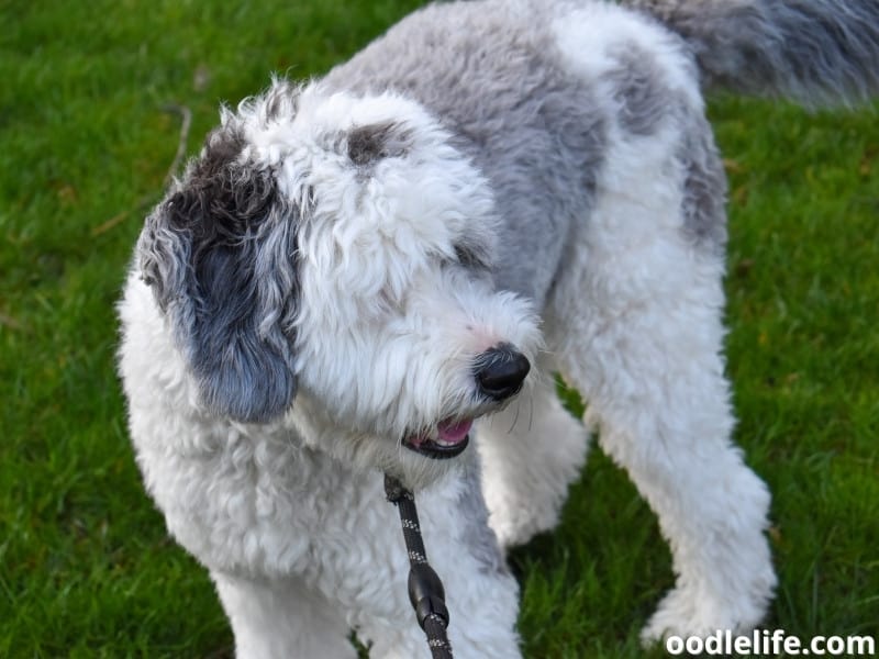 Sheepadoodle puppy in the grass