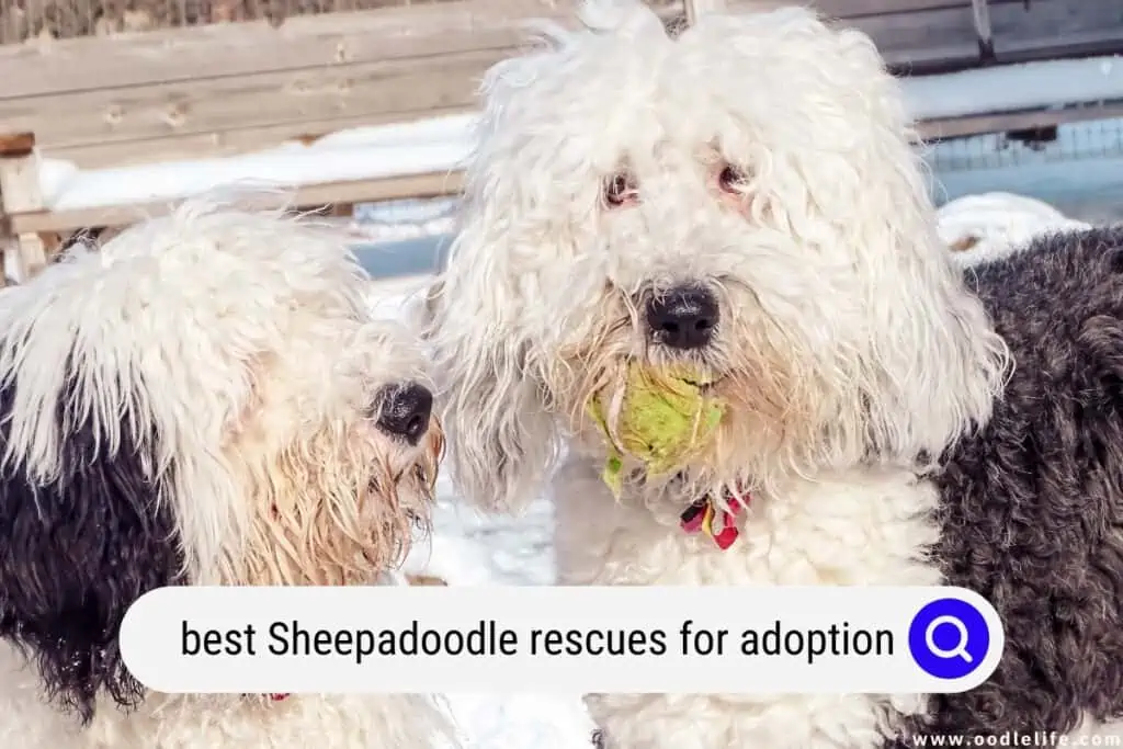 Sheepadoodle rescue