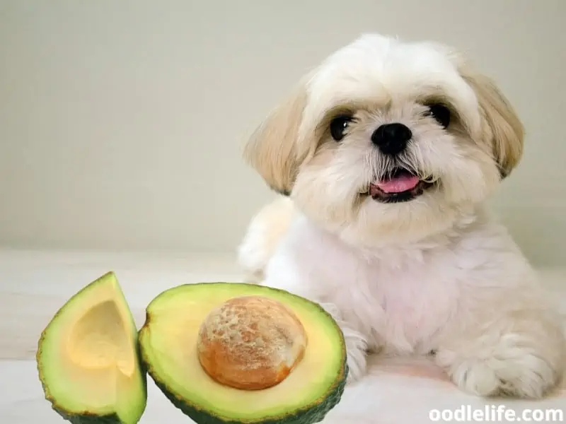 Shih Tzu and avocado