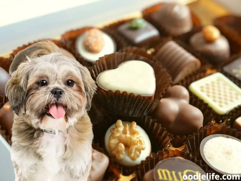 Shih Tzu and chocolates