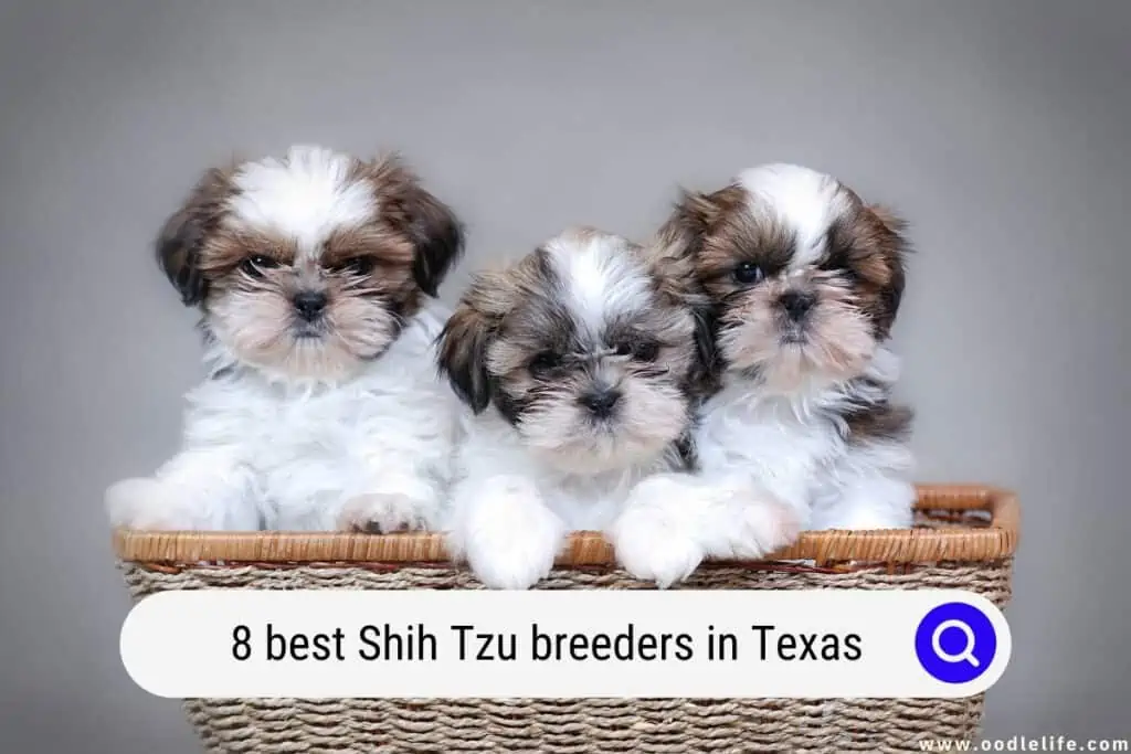 Shih Tzu breeders in Texas