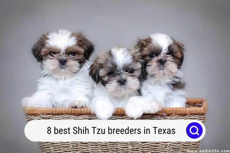 8 Best Shih Tzu Breeders in Texas (2023)