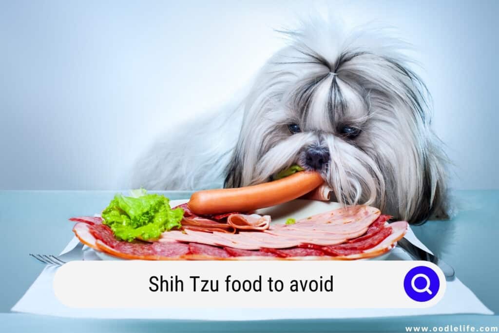 Shih Tzu food to avoid