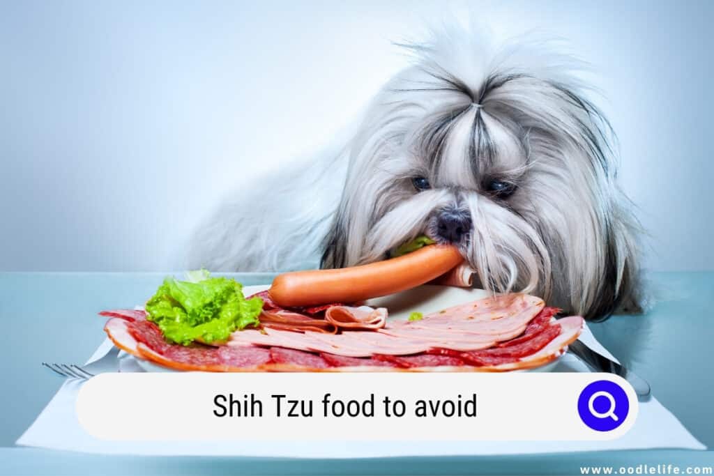 what fruits can shih tzu eat