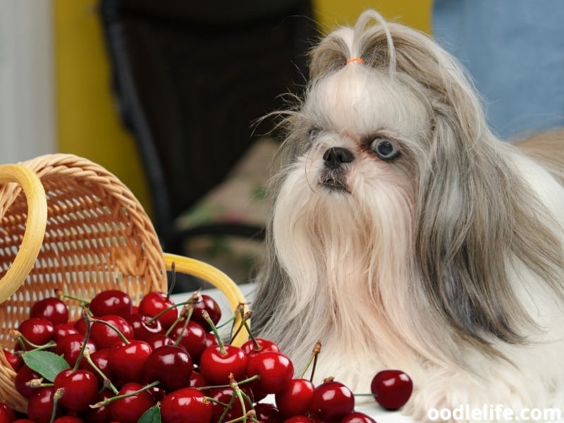 can shih tzu eat cheese