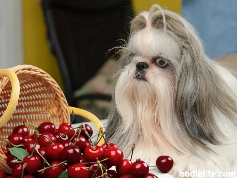 Shih Tzu looking at cherries