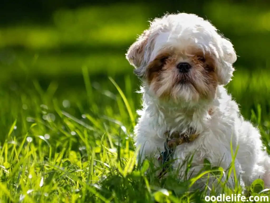 Shih Tzu on the grass