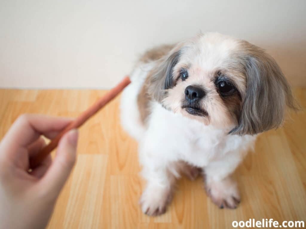 Shih Tzu treat