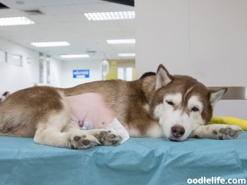 Siberian Husky at vet hospital