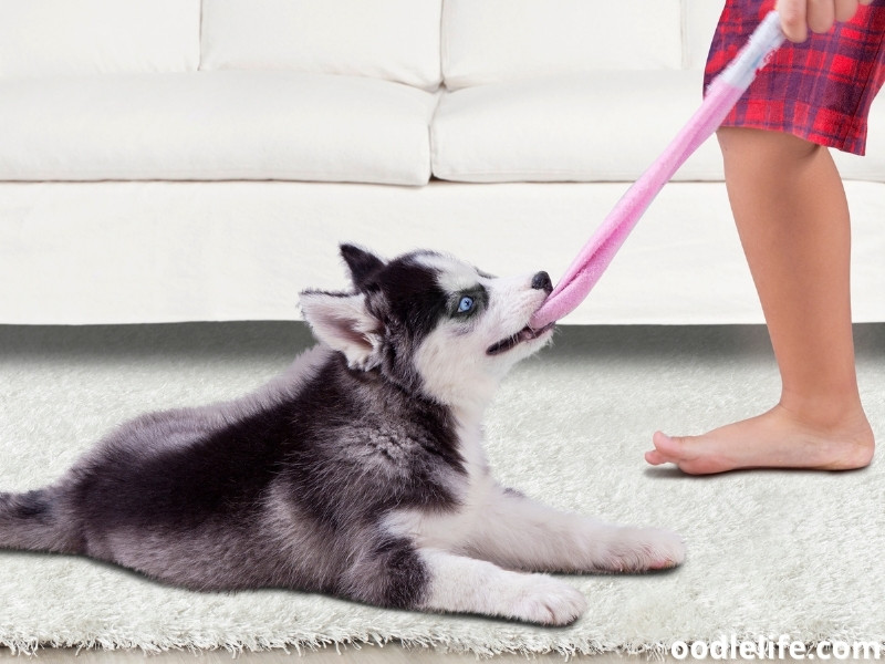 Siberian Husky biting a sock