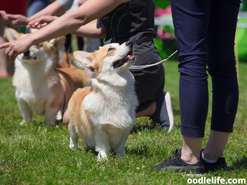 smart Corgis