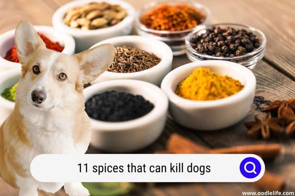 spices that can kill dogs