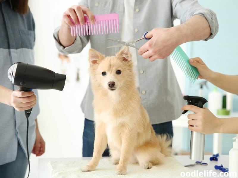 Spitz grooming