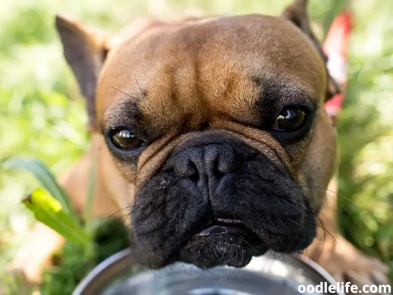 stainless steel dog water bowl