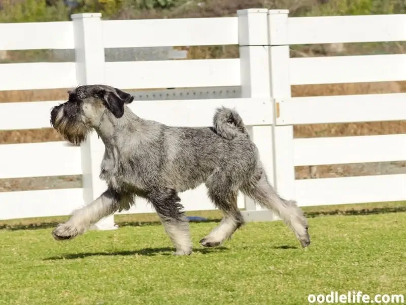 Standard Schnauzer on the grass