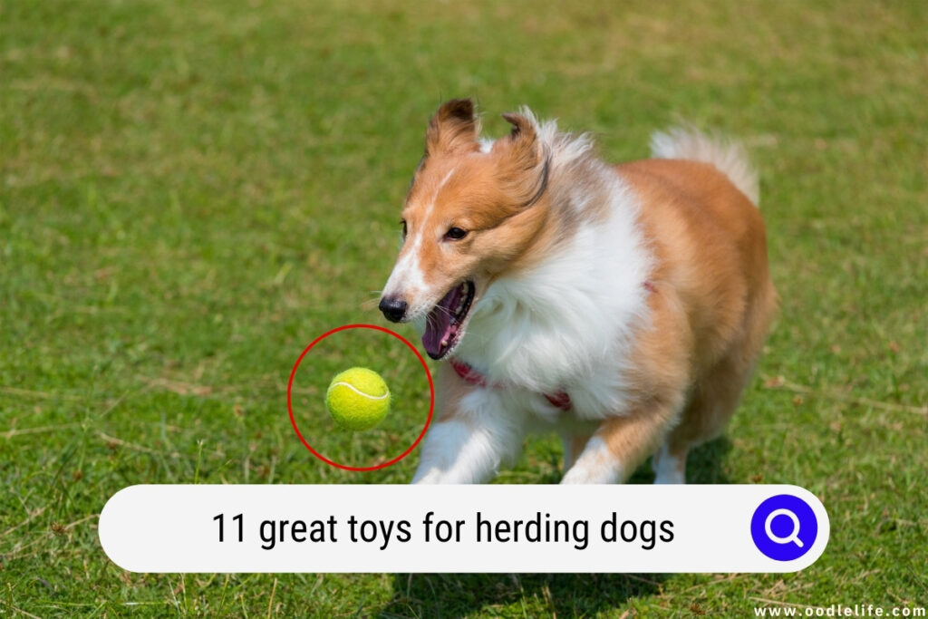 toys for herding dogs