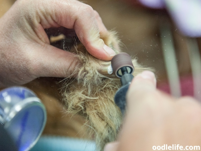 trimming dog's nail