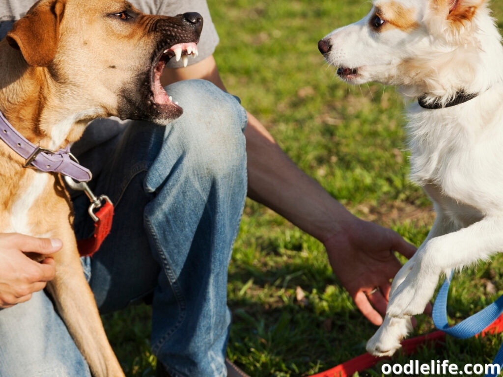 two dogs fighting