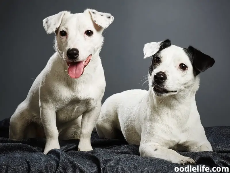 two Jack Russell Terriers together